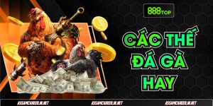 Tổng Hợp Các Thế Đá Gà Hay Giúp Cược Thủ Thắng Lớn