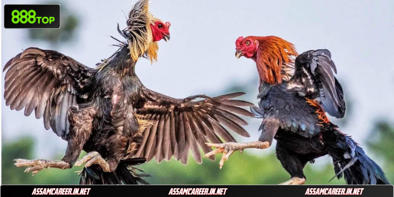 Thần thái chiến kê trước trận